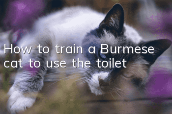 How to train a Burmese cat to use the toilet