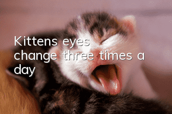 Kitten's eyes change three times a day