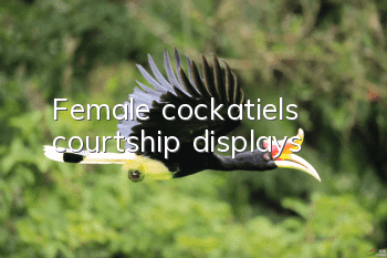 Female cockatiels courtship displays