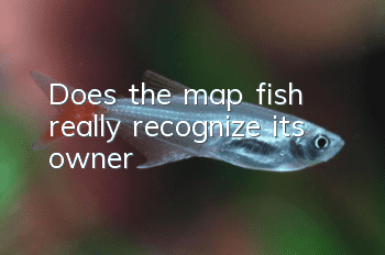 Does the map fish really recognize its owner?