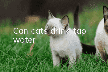 Can cats drink tap water?