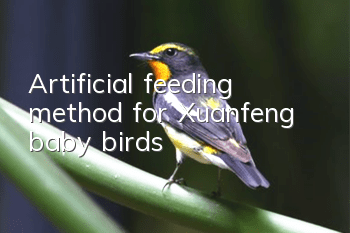 Artificial feeding method for Xuanfeng baby birds