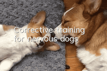 Corrective training for nervous dogs