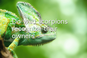 Do wild scorpions recognize their owners?