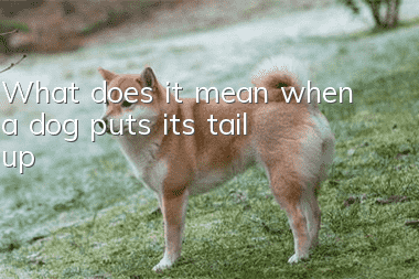 What does it mean when a dog puts its tail up?