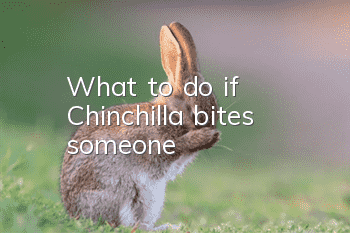 What to do if Chinchilla bites someone