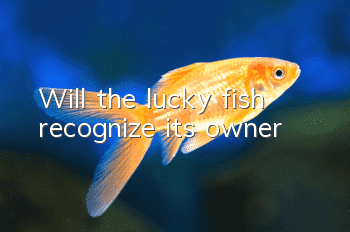 Will the lucky fish recognize its owner?