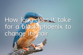 How long does it take for a black phoenix to change its hair?