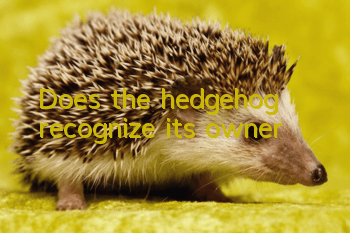 Does the hedgehog recognize its owner?