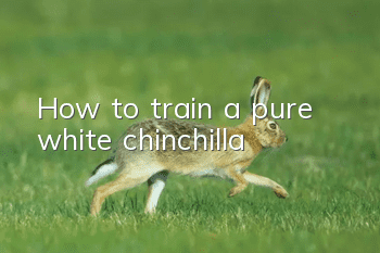 How to train a pure white chinchilla