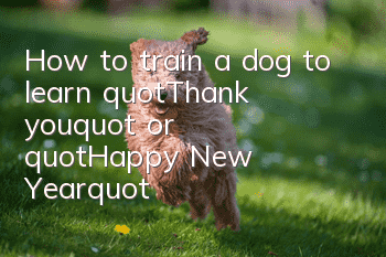 How to train a dog to learn "Thank you" or "Happy New Year"?