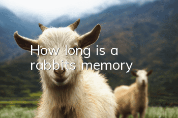 How long is a rabbit's memory?