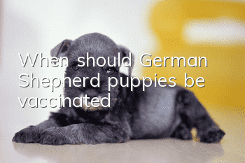 When should German Shepherd puppies be vaccinated?