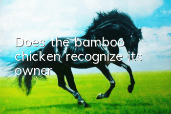 Does the bamboo chicken recognize its owner?