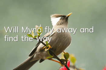 Will Myna fly away and find the way?