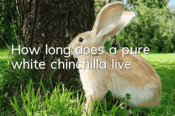 How long does a pure white chinchilla live?