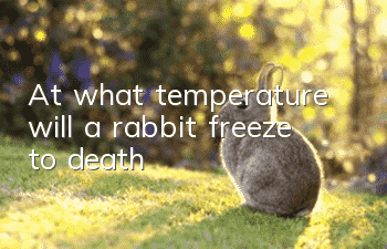 At what temperature will a rabbit freeze to death?