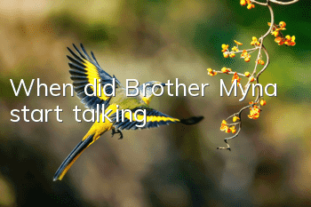 When did Brother Myna start talking?