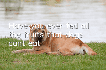 Have you ever fed all the fruits that dogs can’t eat?