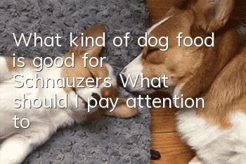 What kind of dog food is good for Schnauzers? What should I pay attention to?