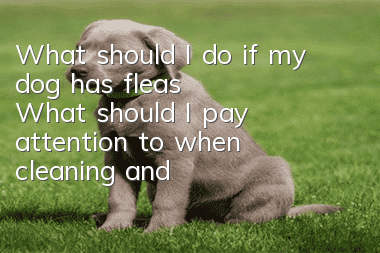 What should I do if my dog ​​has fleas? What should I pay attention to when cleaning and caring for it?