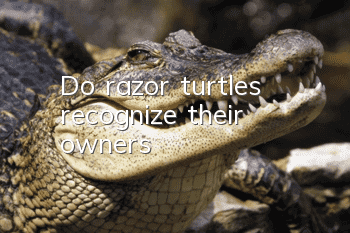 Do razor turtles recognize their owners?