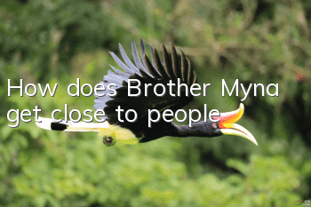 How does Brother Myna get close to people?