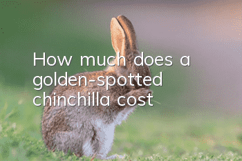 How much does a golden-spotted chinchilla cost?