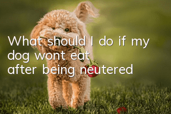 What should I do if my dog ​​won’t eat after being neutered?