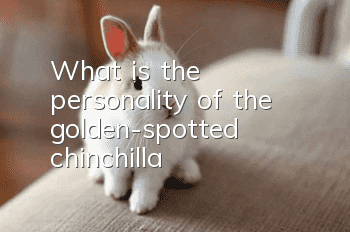 What is the personality of the golden-spotted chinchilla?