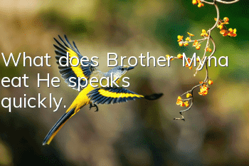 What does Brother Myna eat? He speaks quickly.