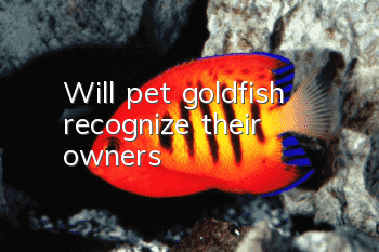 Will pet goldfish recognize their owners?