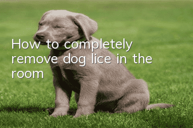 How to completely remove dog lice in the room