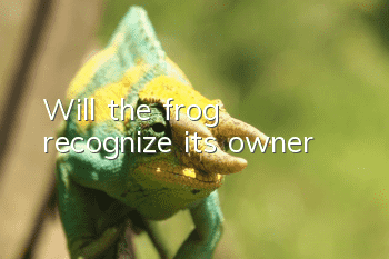 Will the frog recognize its owner?