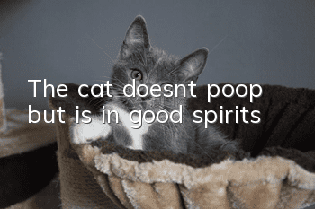 The cat doesn’t poop but is in good spirits