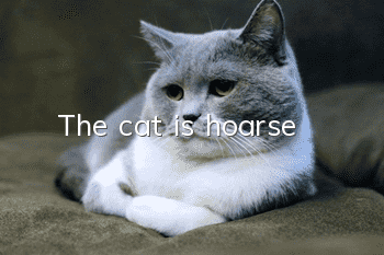 The cat is hoarse