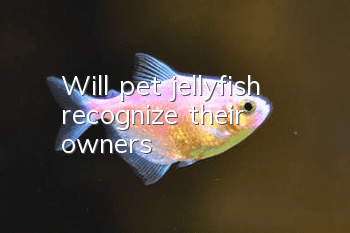 Will pet jellyfish recognize their owners?