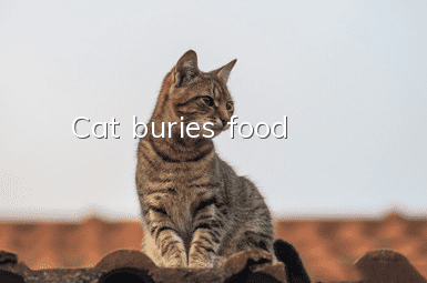 Cat buries food