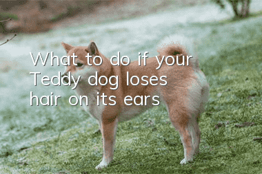 What to do if your Teddy dog ​​loses hair on its ears