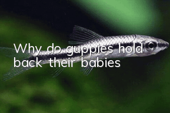 Why do guppies hold back their babies?