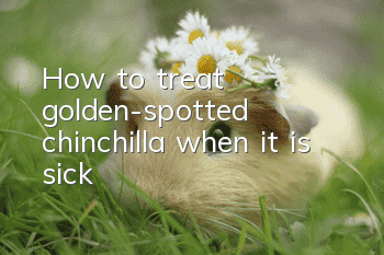 How to treat golden-spotted chinchilla when it is sick