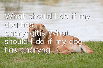 What should I do if my dog ​​has pharyngitis? What should I do if my dog ​​has pharyngitis?