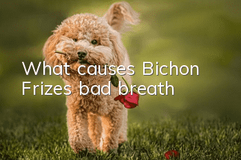 What causes Bichon Frize’s bad breath?