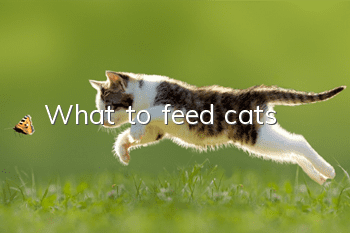 What to feed cats