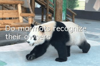 Do marmots recognize their owners?