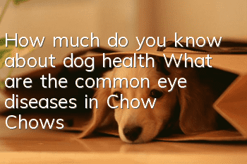 How much do you know about dog health? What are the common eye diseases in Chow Chows?