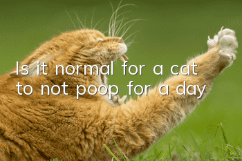 Is it normal for a cat to not poop for a day?