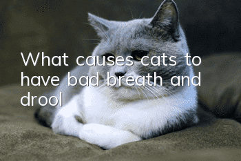 What causes cats to have bad breath and drool?