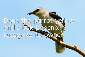 Does the parrot yellow and black phoenix recognize its owner?