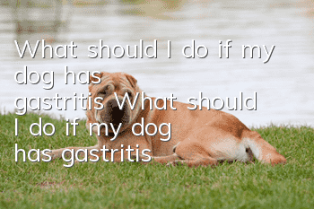 What should I do if my dog ​​has gastritis? What should I do if my dog ​​has gastritis?